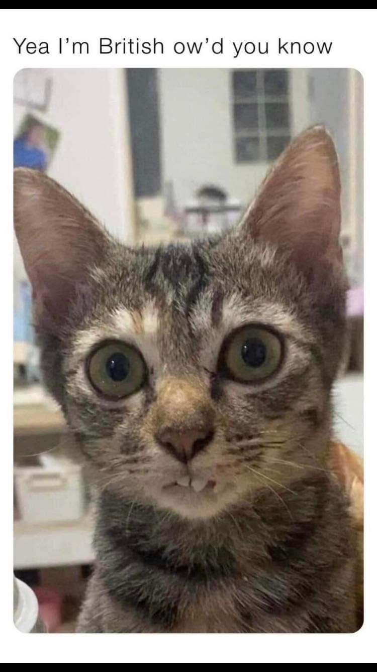 yea-british-owd-know