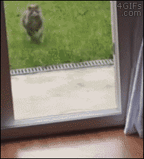 gif-of-cat-running-into-a-step