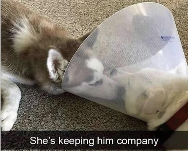 shes-keeping-him-company