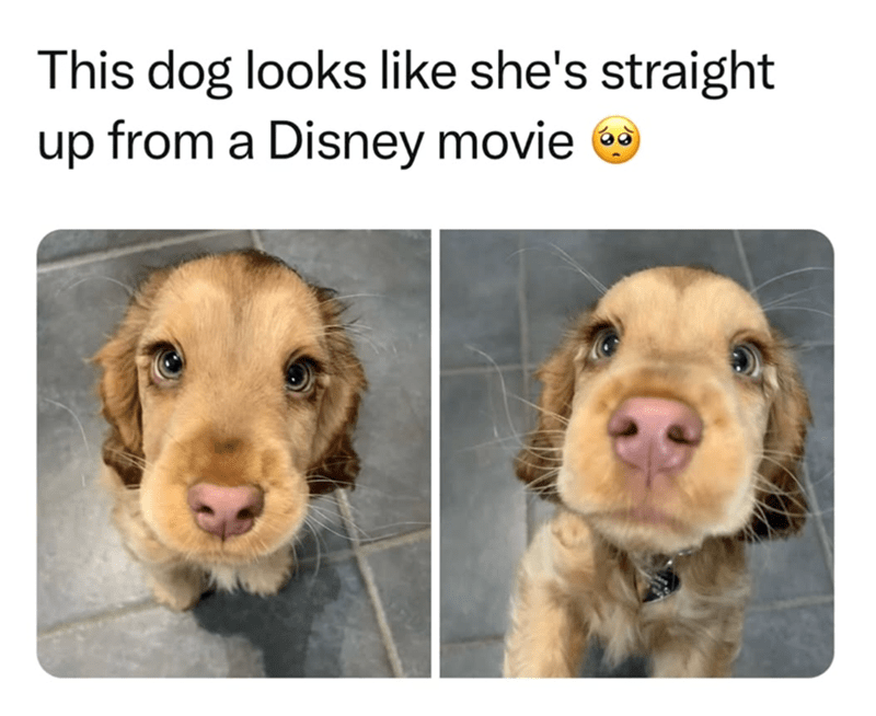 this-dog-looks-like-shes-straight-up-disney-movie