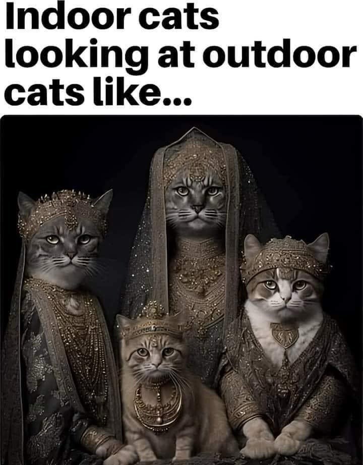 indoor-cats-looking-at-outdoor-cats-like