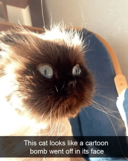this-cat-looks-like-cartoon-bomb-went-off-its-face