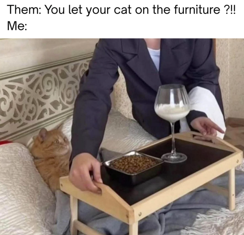 them-let-cat-on-furniture