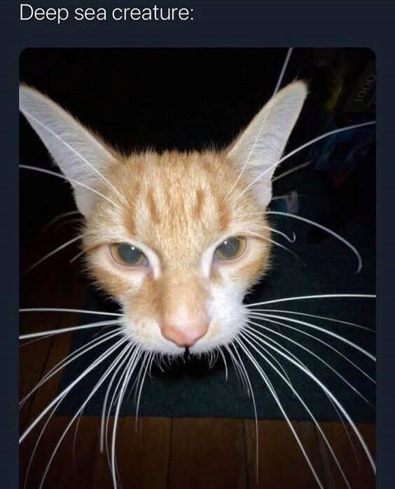 deep-sea-creature-1000