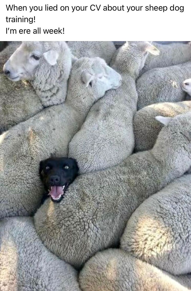 lied-on-cv-about-sheep-dog-training-ere-all-week