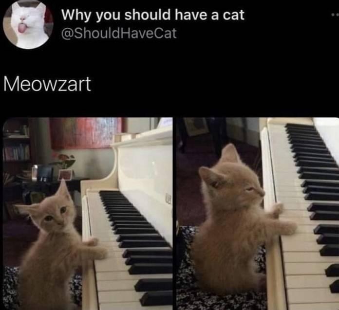 why-should-have-cat-should-havecat-meowzart