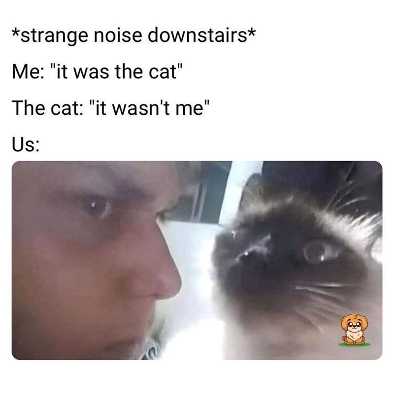 strange-noise-downstairs-cat-cat-wasnt-us
