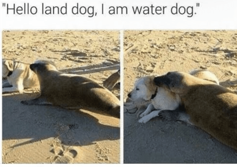 hello-land-dog-am-water-dog