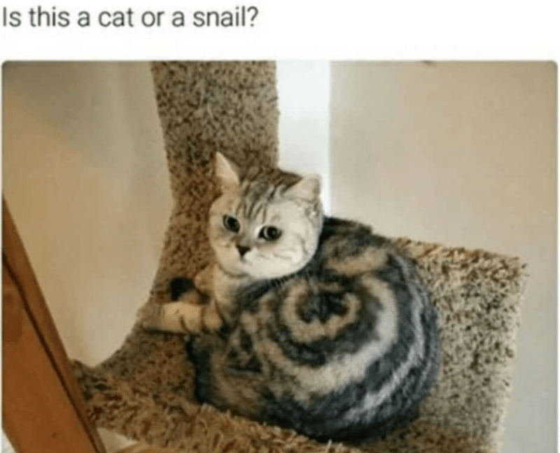 is-this-cat-or-snail