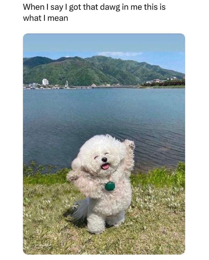 say-got-dawg-this-is-mean