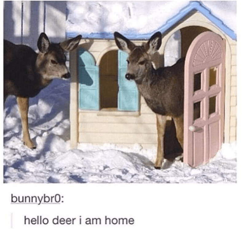bunnybr0-hello-deer-am-home