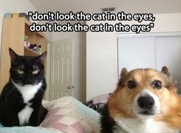 animal-pictures-humor-5.jpg