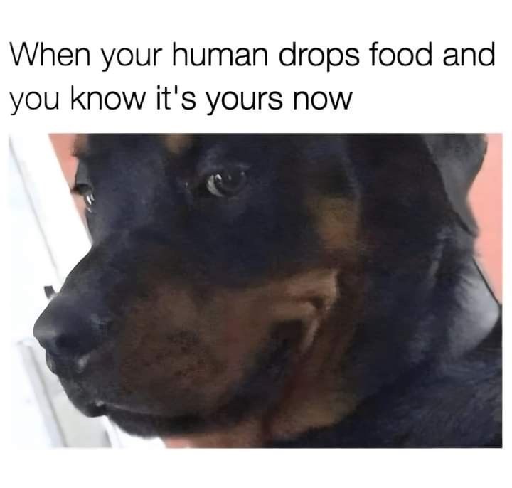 human-drops-food-and-know-s-yours-now