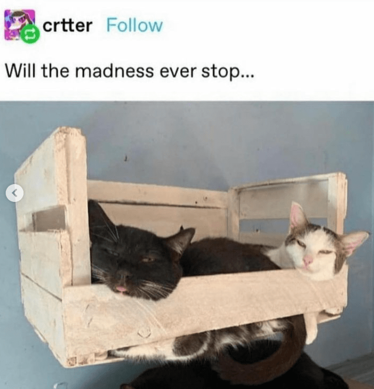 crtter-follow-will-madness-ever-stop