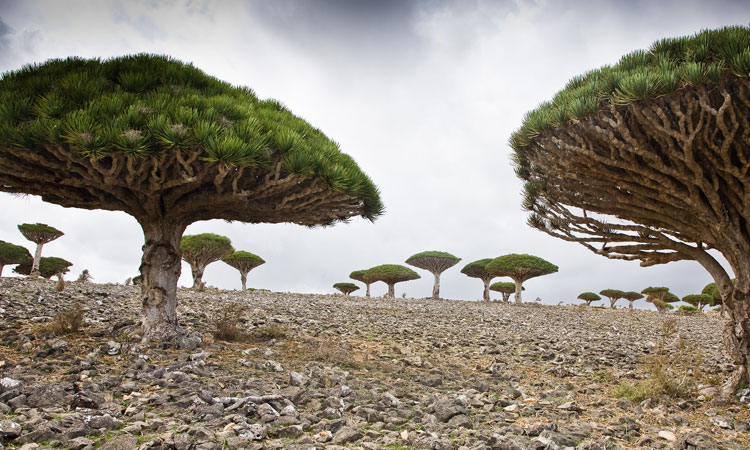 bizarre-landscapes-of-Socotra-Island-1.jpg