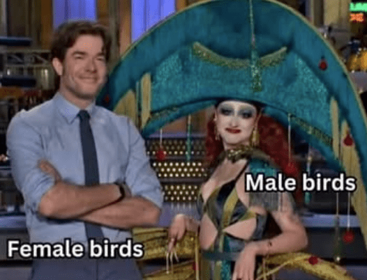 female-birds-male-birds