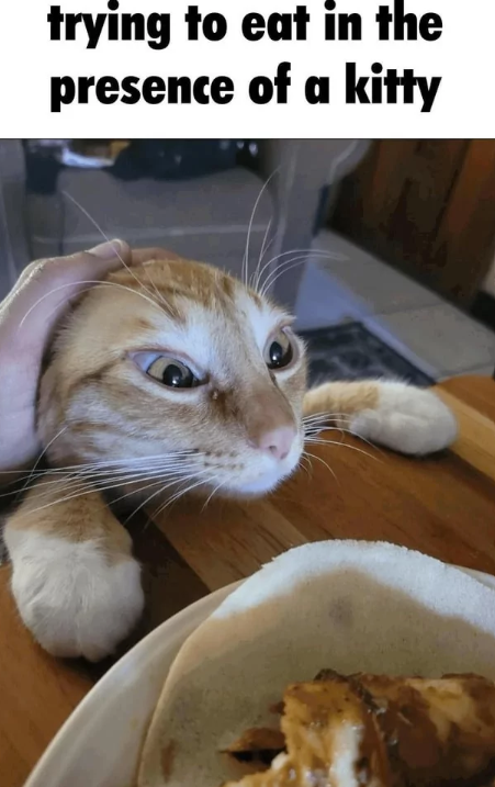 trying-eat-presence-kitty