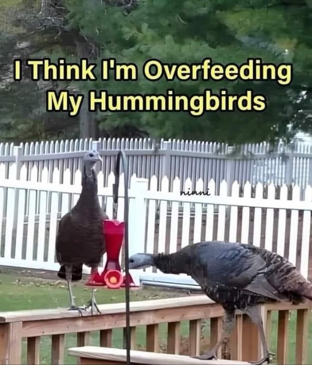 think-overfeeding-my-hummingbirds