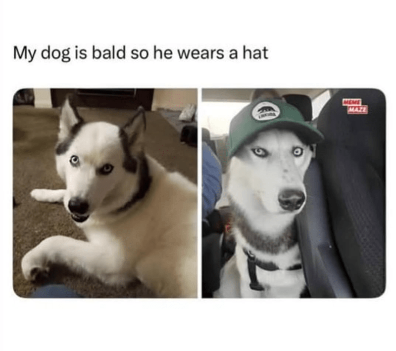 my-dog-is-bald-so-he-wears-hat-meme-maze