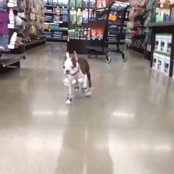 someone-has-some-extra-pep-in-their-step