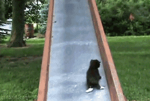 funny-animated-gifs-sisyphus-reincarnated-as-a-cat