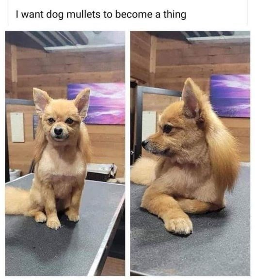 want-dog-mullets-become-thing