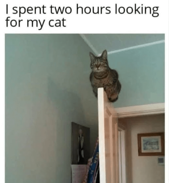 spent-two-hours-looking-my-cat-land