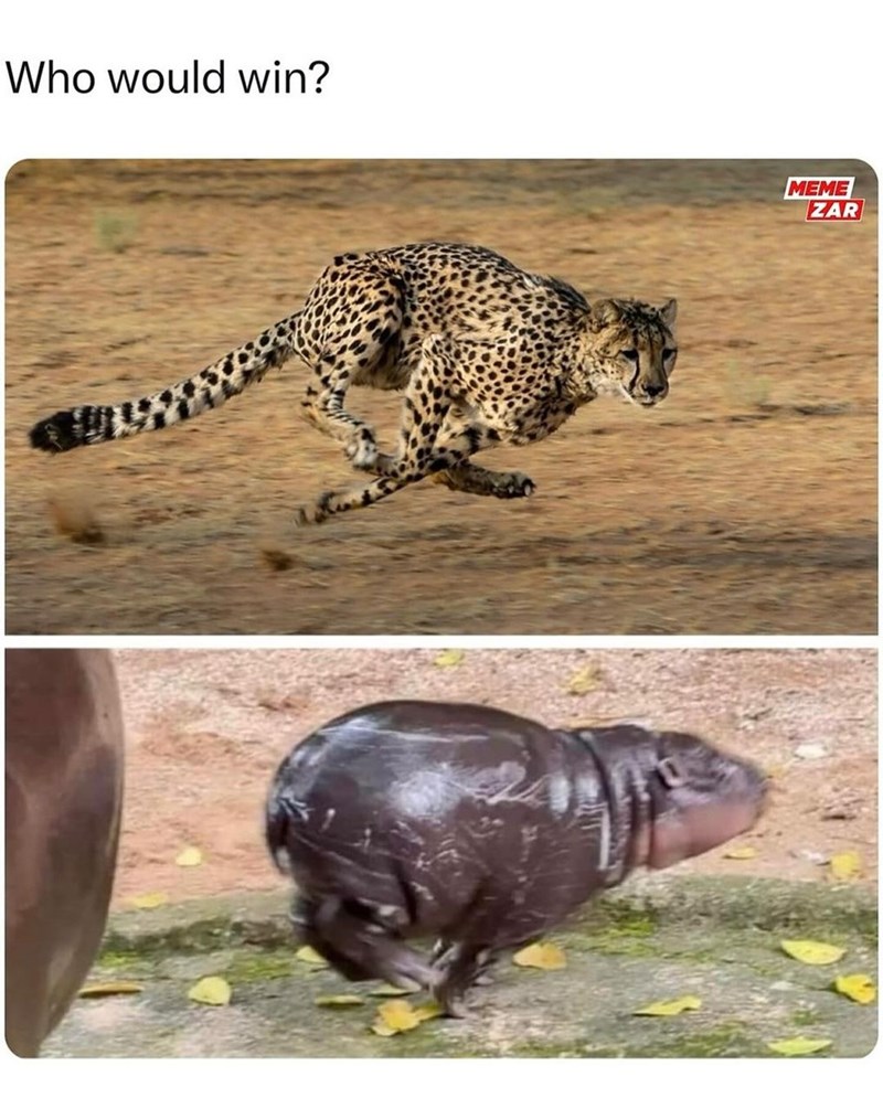 who-would-win-meme-zar