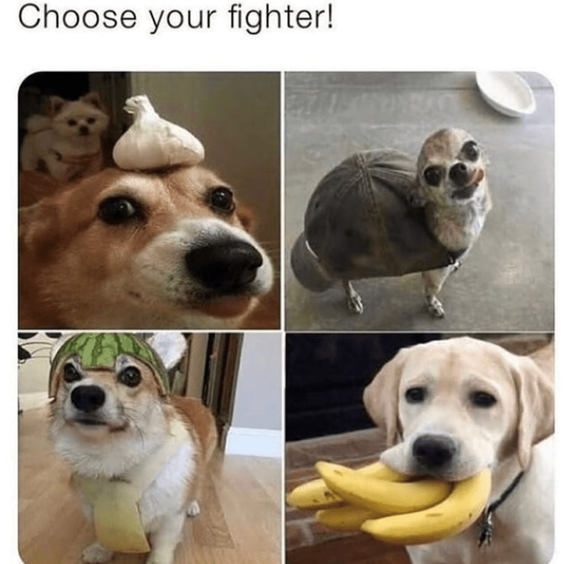choose-fighter