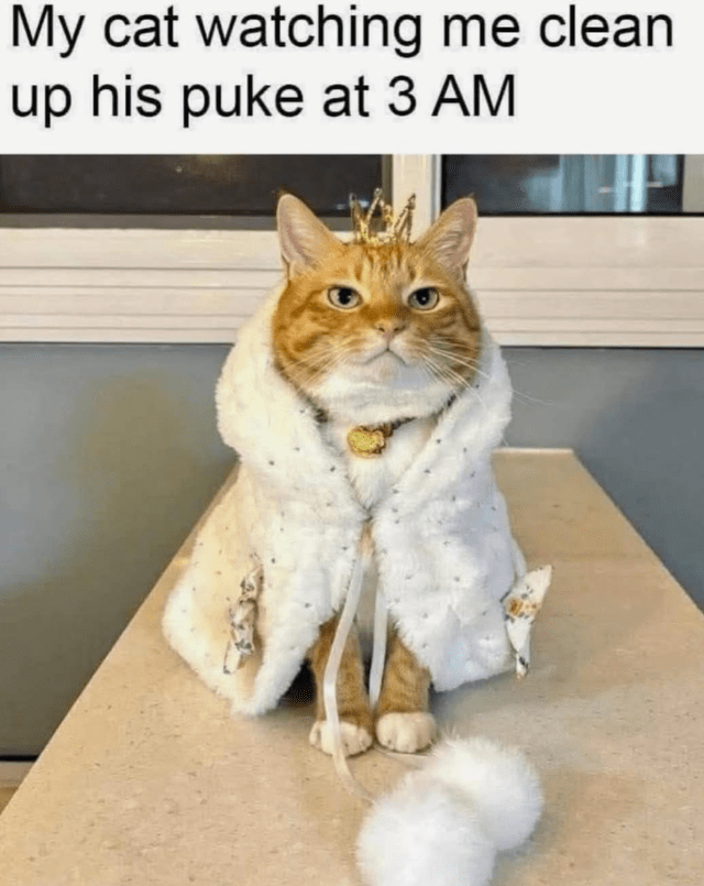my-cat-watching-clean-up-his-puke-at-3-am