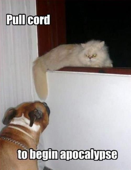 funny-dog-and-cat-memes.jpg
