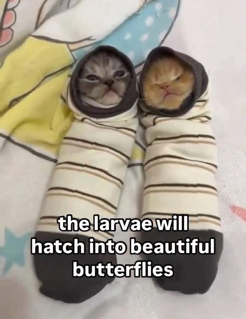 larvae-will-hatch-into-beautiful-butterflies