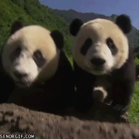 panda-fails-at-taking-a-selfie