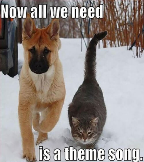 dog-and-cat-memes-28.jpg