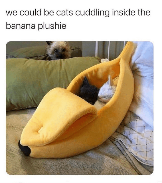 could-be-cats-cuddling-inside-banana-plushie
