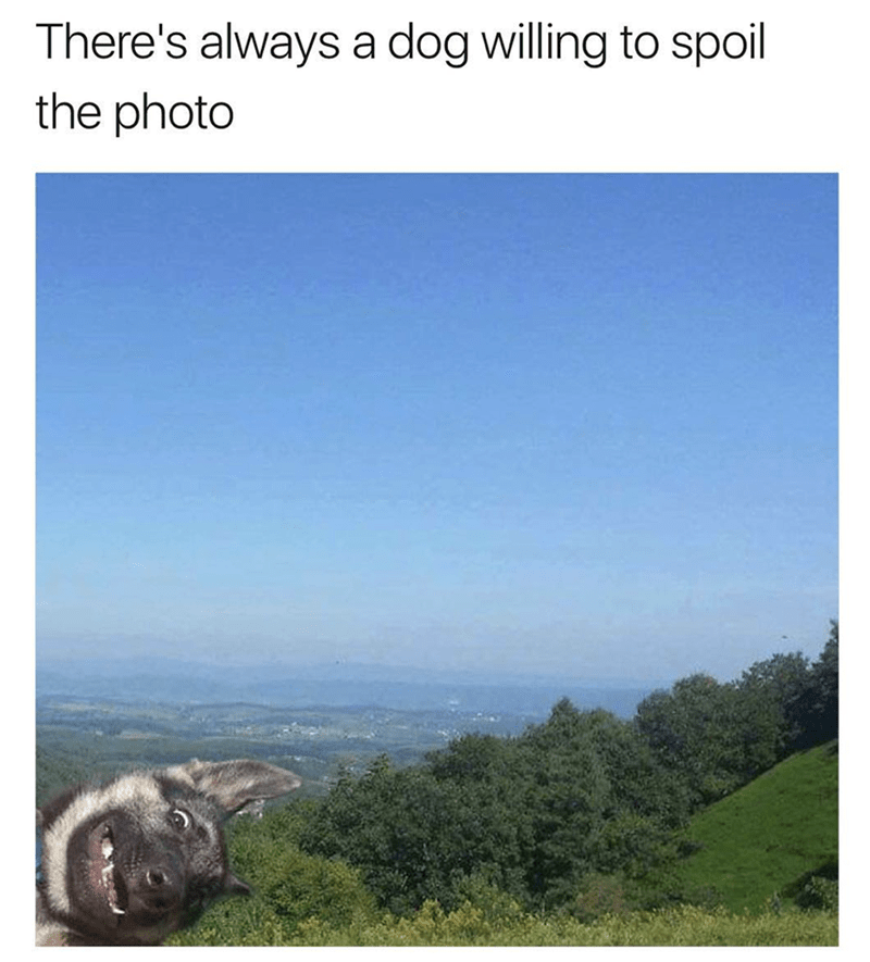 theres-always-dog-willing-spoil-photo