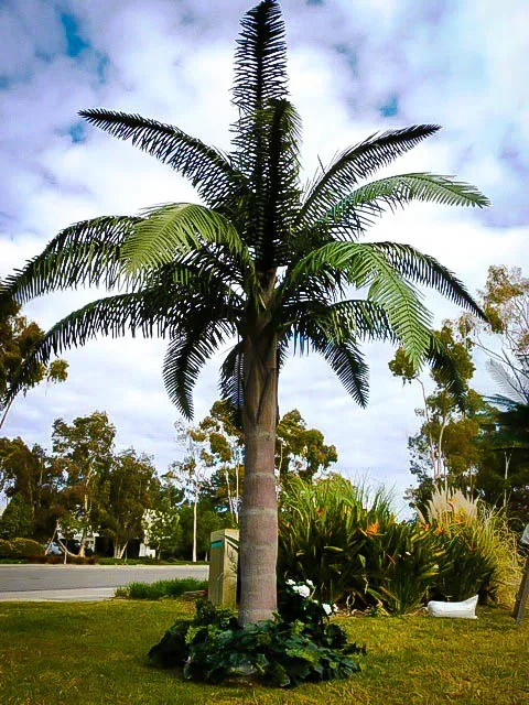 queen-palm-3-jpg-webp.jpg