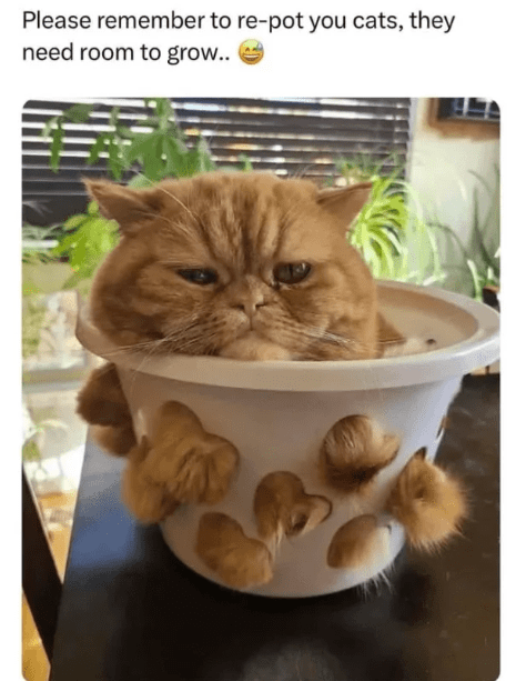 please-remember-re-pot-cats-they-need-room-grow