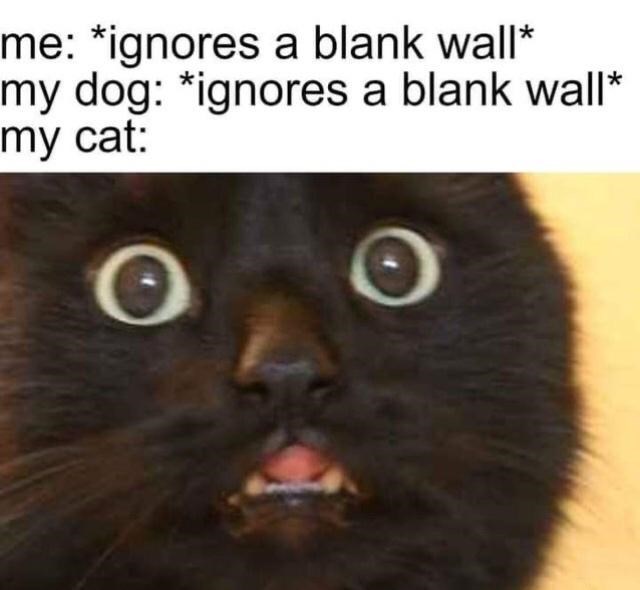 ignores-blank-wall-my-dog-ignores-blank-wall-my-cat