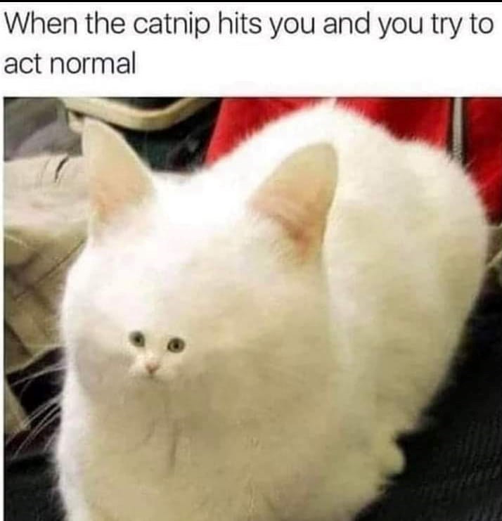 catnip-hits-and-try-act-normal