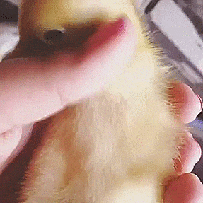 fuzzy-ducky