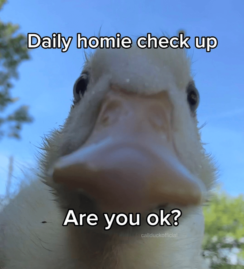 daily-homie-check-up-are-ok-callduckofficial