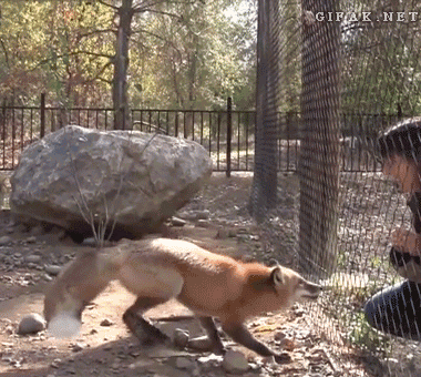 theyre-the-cutest-right-before-they-attack