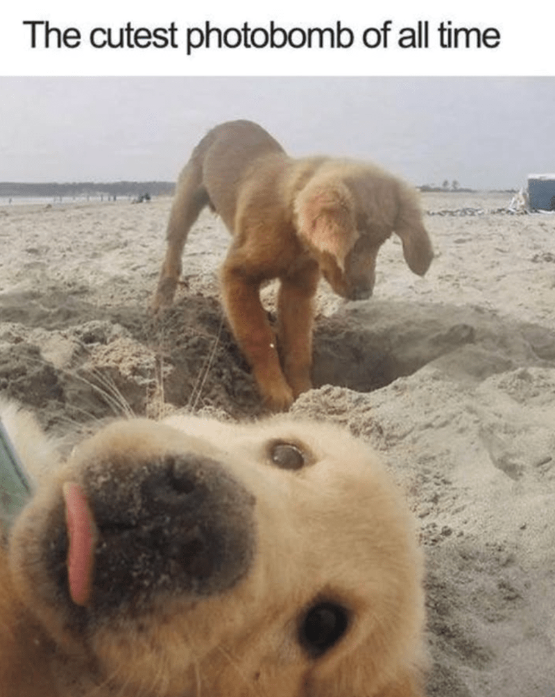 cutest-photobomb-all-time