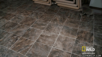 scamper-koala-scamper