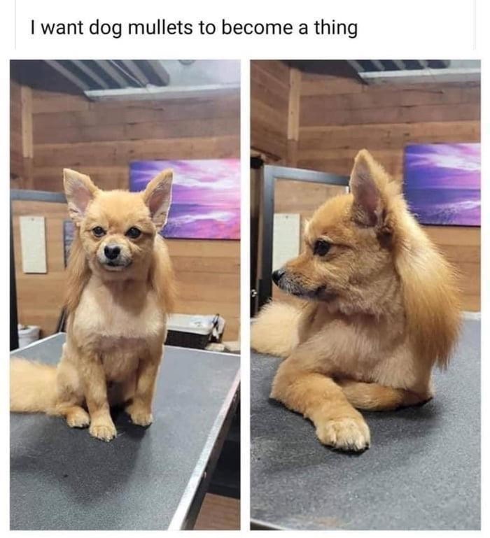 want-dog-mullets-become-thing