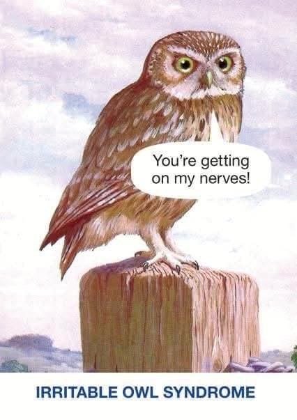 getting-on-my-nerves-irritable-owl-syndrome