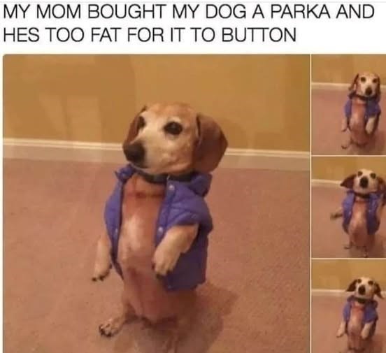 my-mom-bought-my-dog-parka-and-hes-too-fat-button