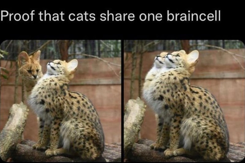 proof-cats-share-one-braincell