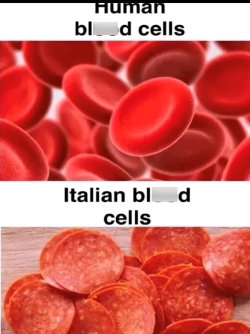 human-blod-cells-italian-bl-d-cells